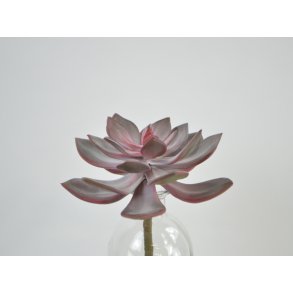 DEKO FLORALE, Kunstig sukkulent, Echeveria, 15 cm, rd