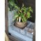 Chic Antique, Planteskilt st af 5 stk. 