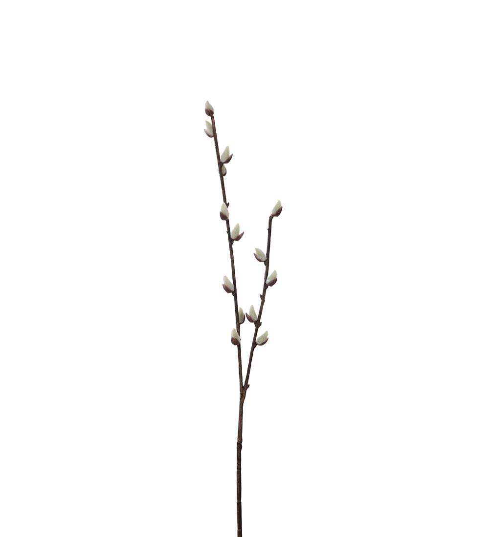 Mr Plant, Pil, 57 cm