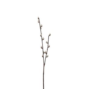 Mr Plant, Pil, 57 cm