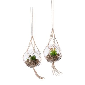 Barbara, Sukkulent i glas, hngende, 2 varianter (pris pr. stk)