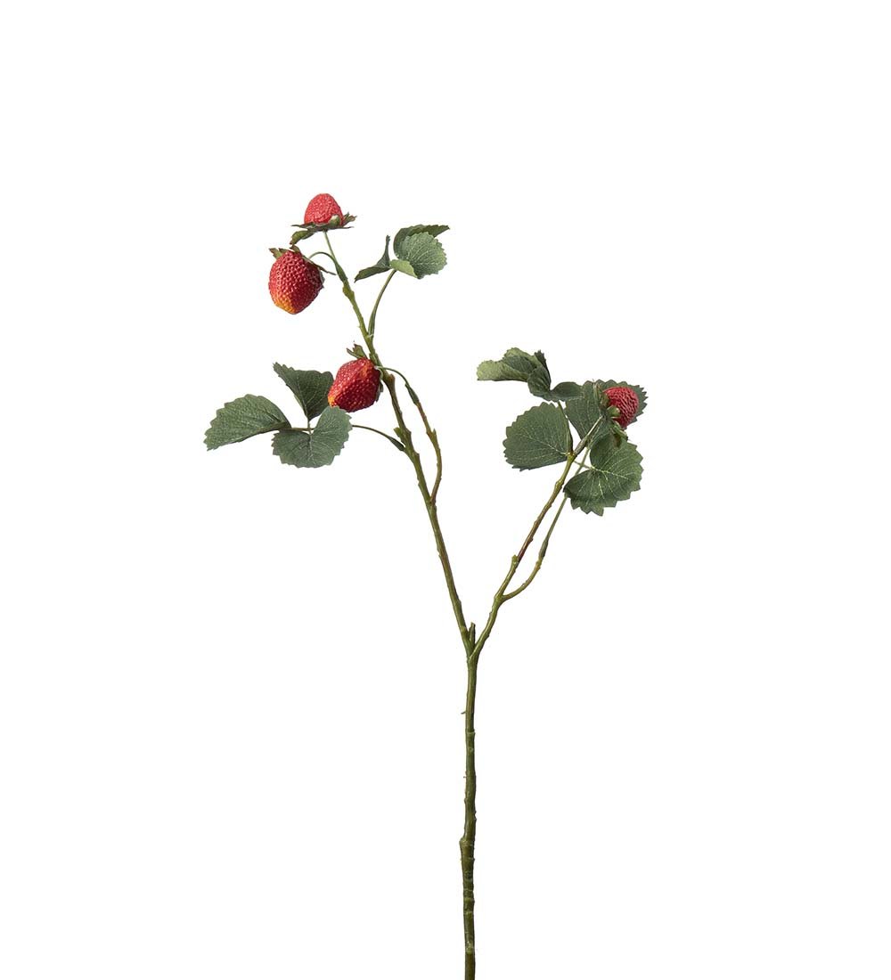 Mr Plant, Jordb�rkvist, 50 cm