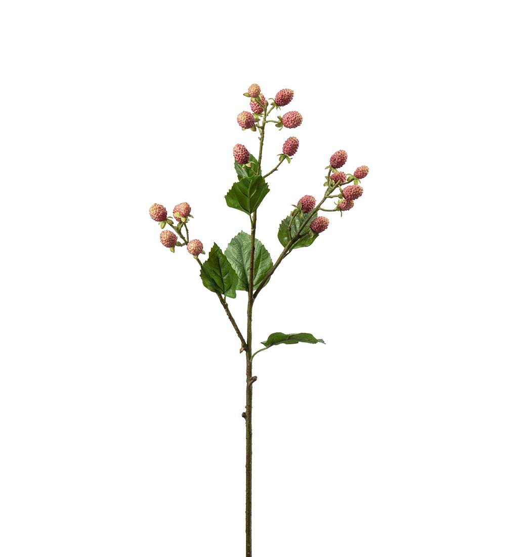 Mr Plant, Morb�rgren, 65 cm