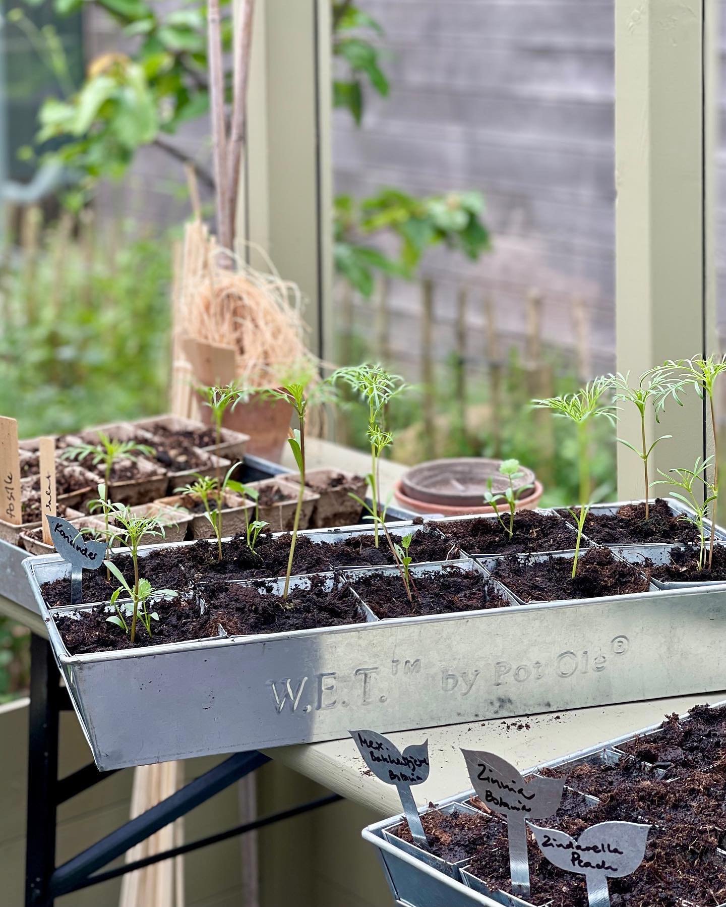 POT OL�, W.E.T Seed Pot 10