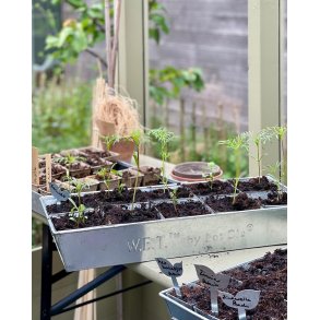 POT OL�, W.E.T Seed Pot 10