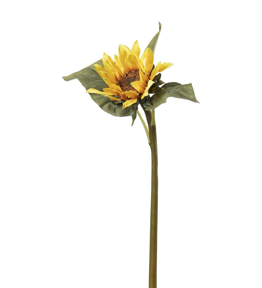 Mr Plant, Solsikke, 50 cm