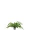 Mr Plant, Bregne