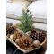 Chic Antique, Fad af bark