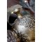 Chic Antique,Kugle med bnd, Antique messing, 15,5 cm