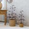 Chic Antique, Juletr� med frost og kogler