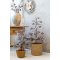Chic Antique, Juletr� med frost og kogler