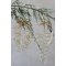Chic Antique, Oph�ng med perle