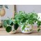 Chic Antique, Limone Skjuler med citronmotiv