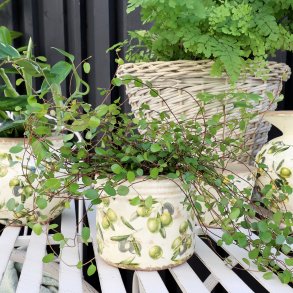 Chic Antique, Skjuler med olivenmnster, H11,5 cm.