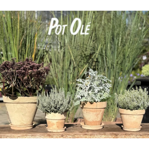 POT OL�, Potte, La Plage Nature