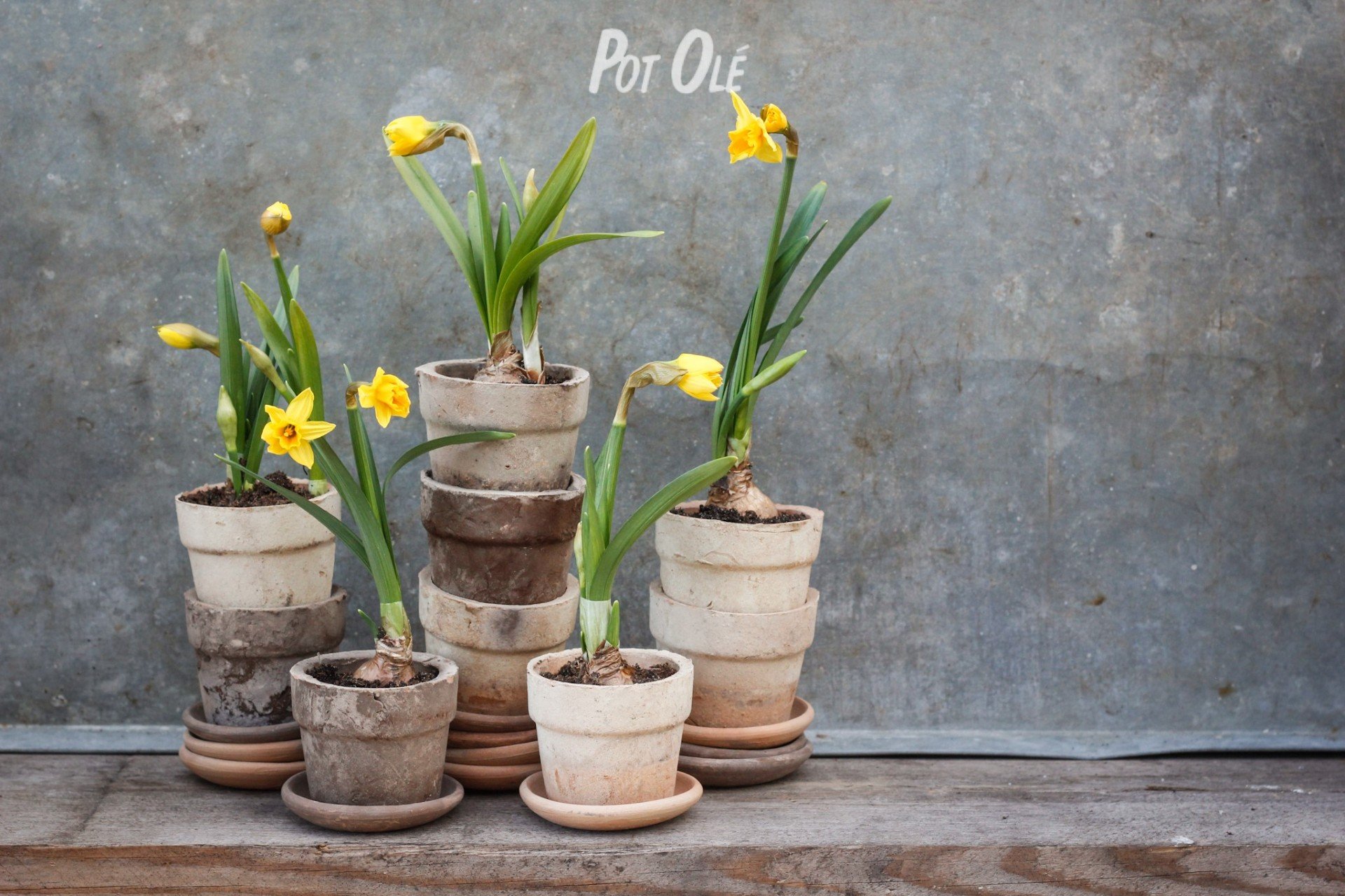 POT OL�, Mini Pot inkl. undersk�l 