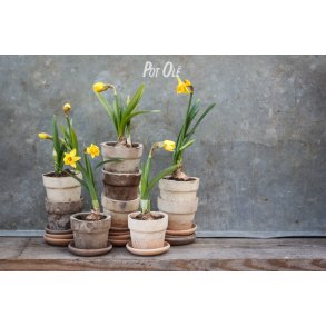 POT OL�, Mini Pot inkl. undersk�l 