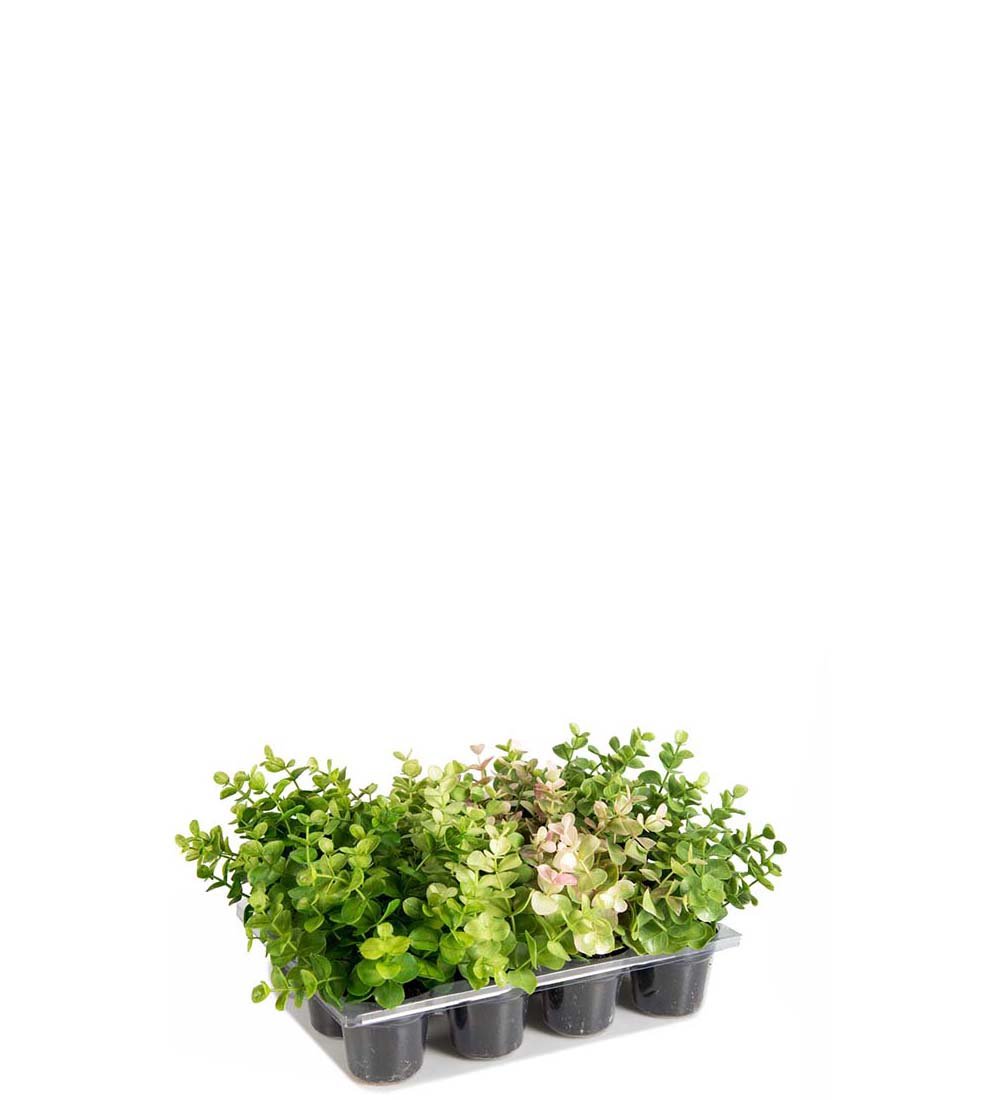 Mr Plant, Kunstig eucalyptus mix, H14 cm