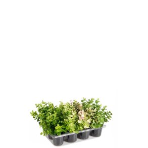 Mr Plant, Kunstig eucalyptus mix, H14 cm