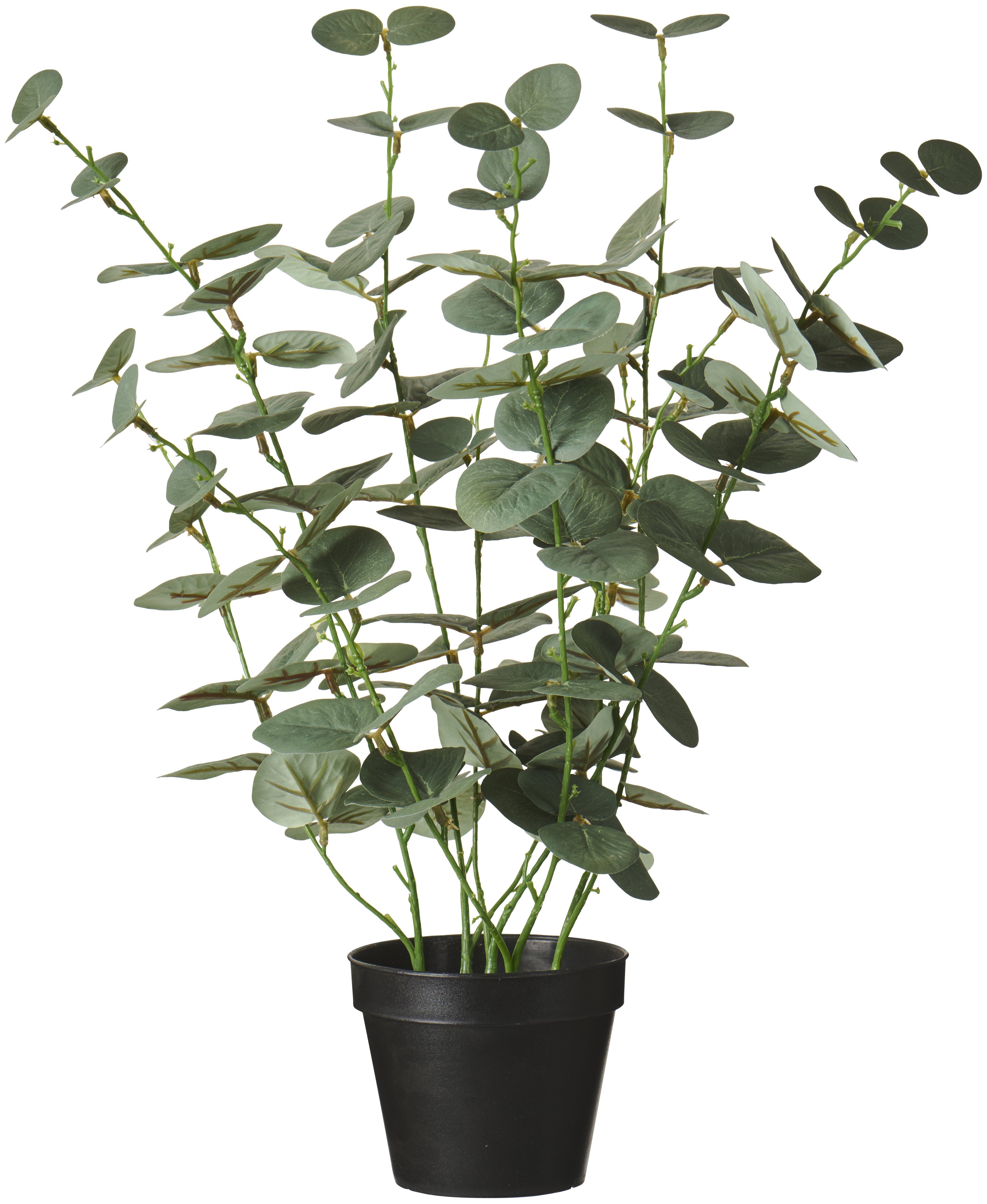 Ib Laursen, Eukalyptus i potte