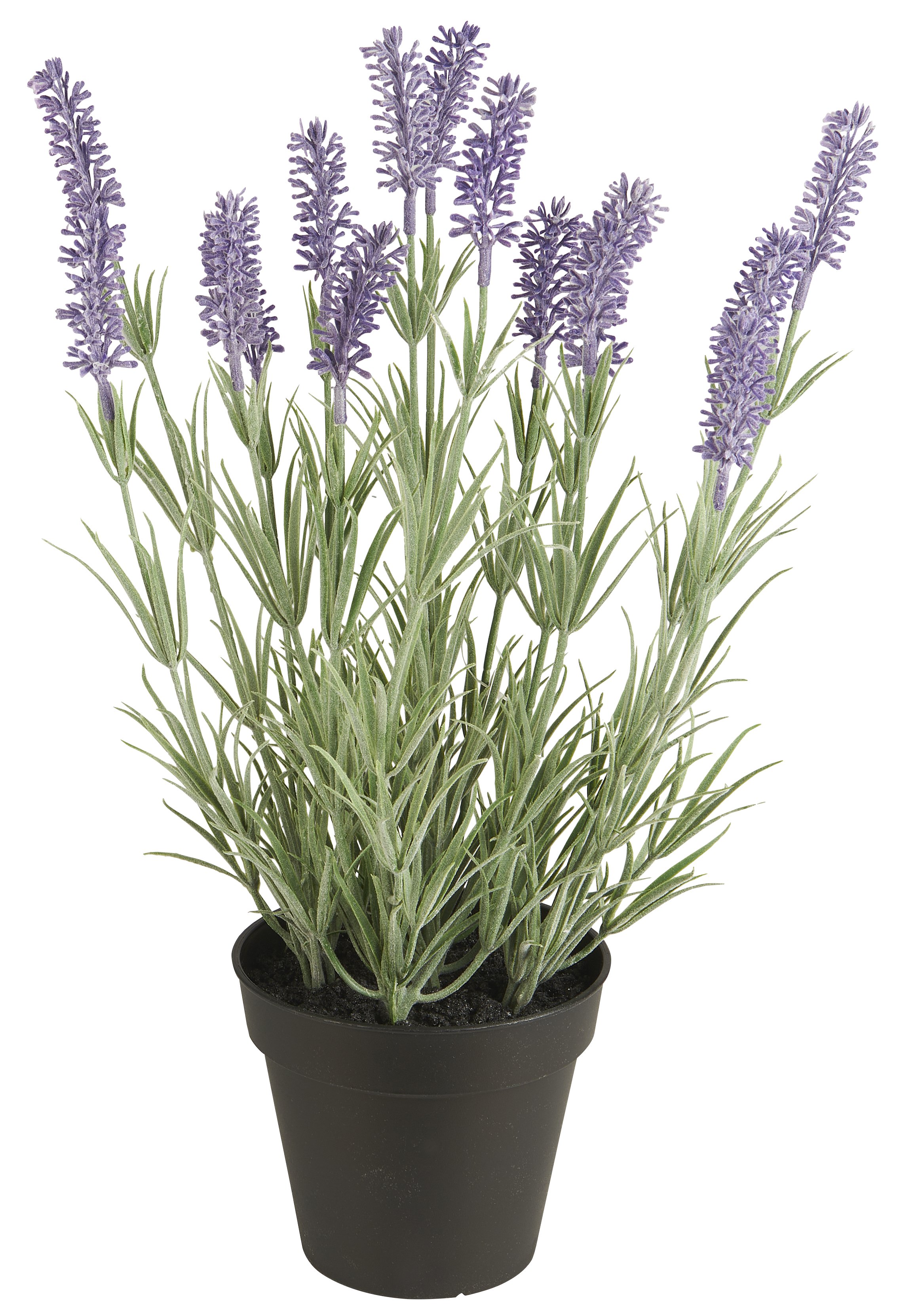 Ib Laursen, Lavendel i potte