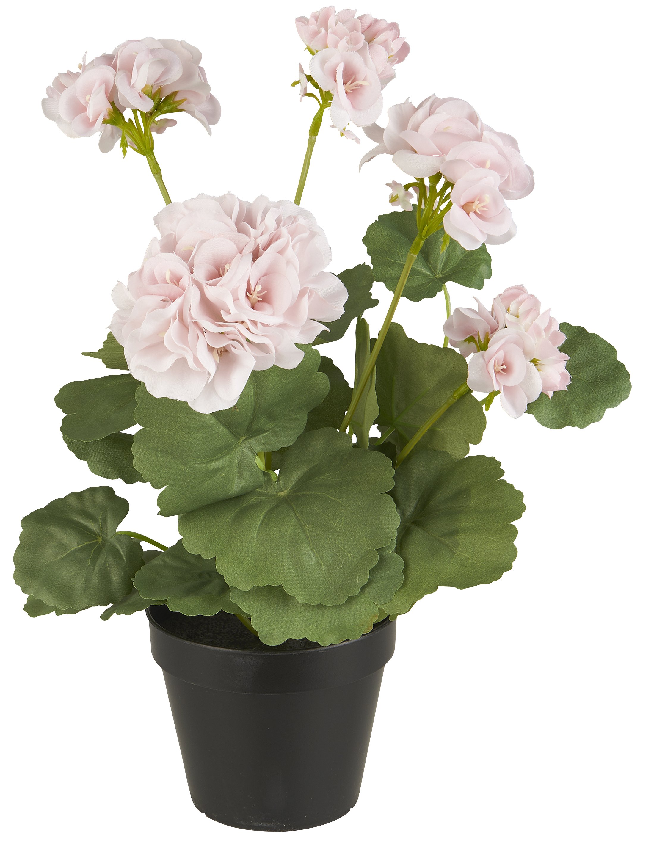 Ib Laursen, Pelargonie i potte rosa blomster