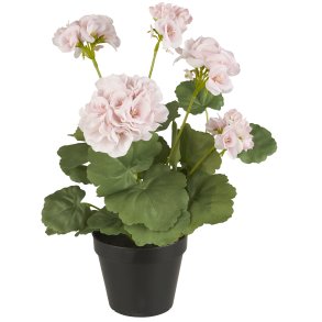 Ib Laursen, Pelargonie i potte rosa blomster