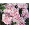 DEKO FLORALE, Kunstig hortensia, 46 cm, lyserd, real touch