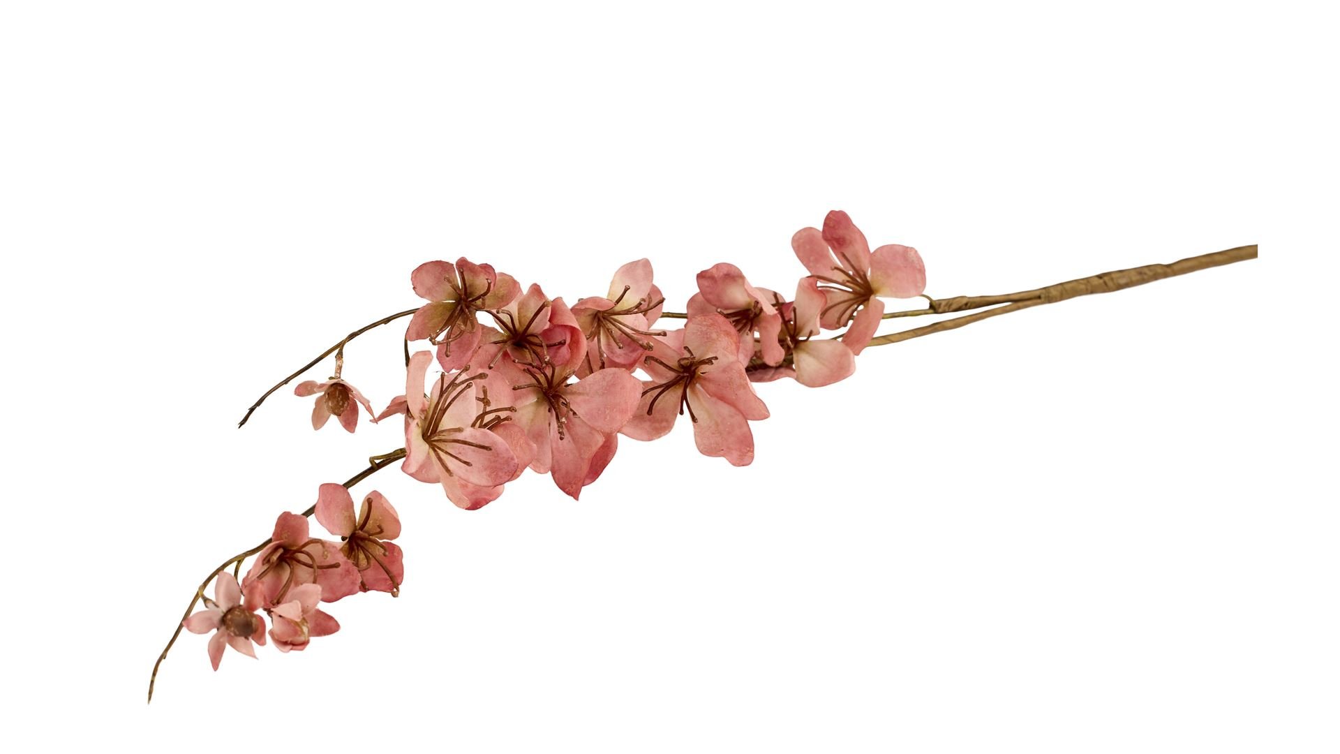 La Vida, Silkeblomst, Paradis�ble, 100 cm, Antikrosa