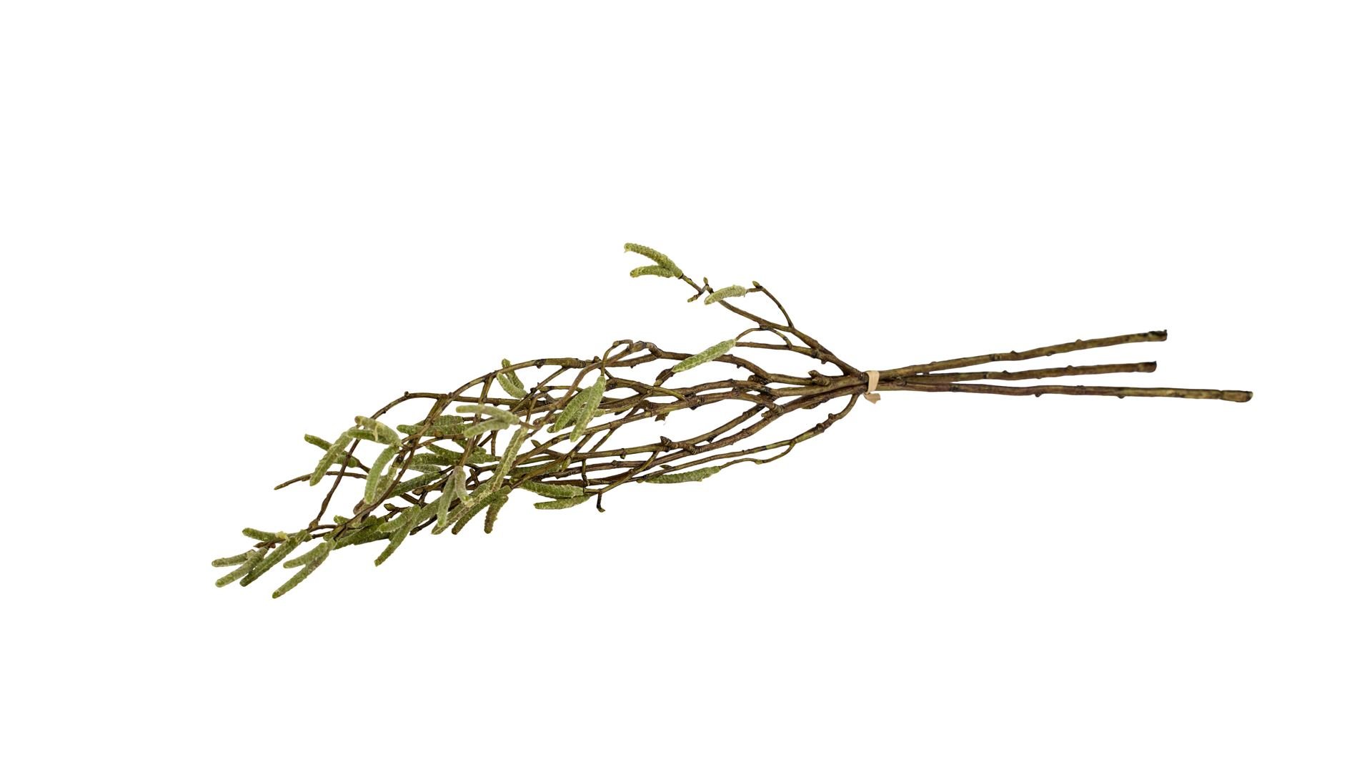 La Vida, Silkeblomst, Birkegren, 3stk., L56 cm.