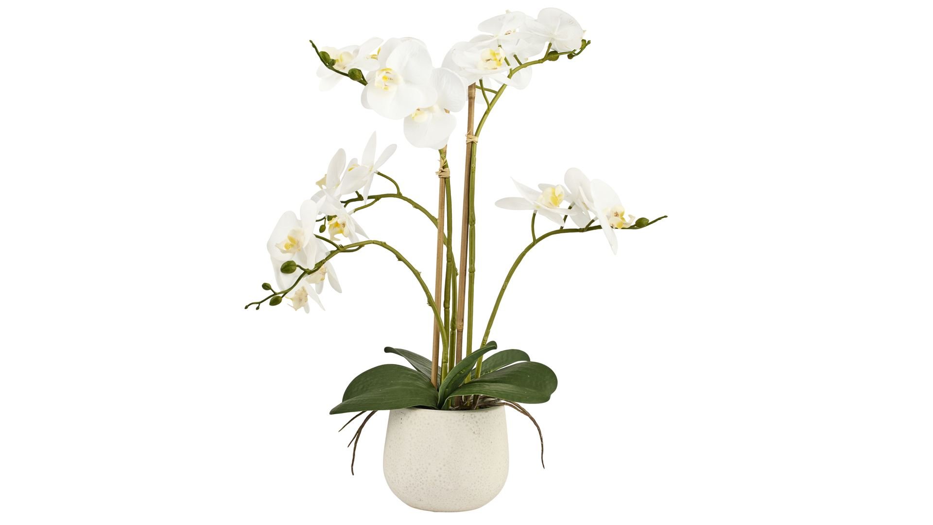 La Vida, Kunstig orkid, hvid, 5-grenet, H52 cm. 