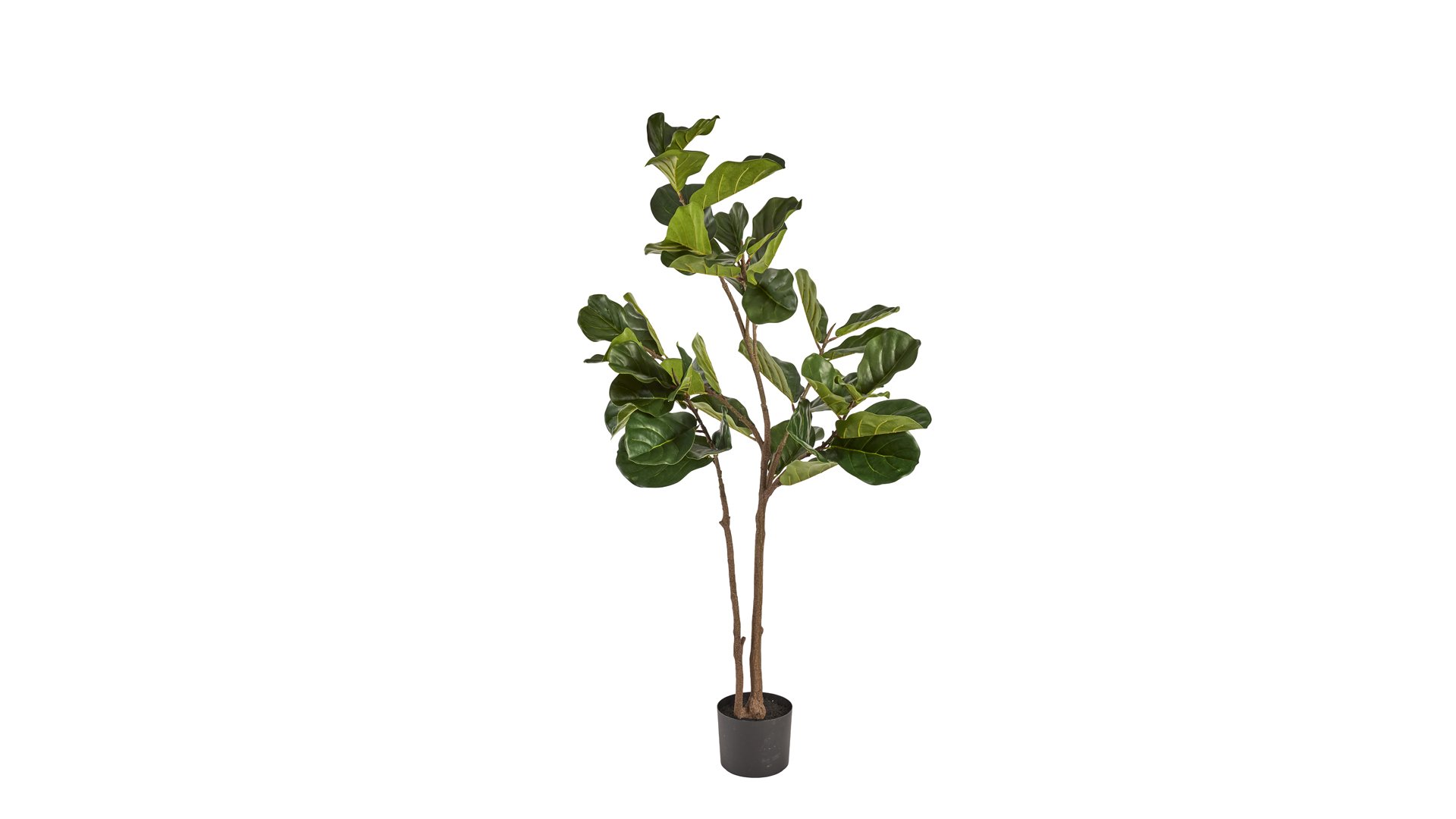 La Vida, Silkeblomst, Ficus Lyrata, H150 cm