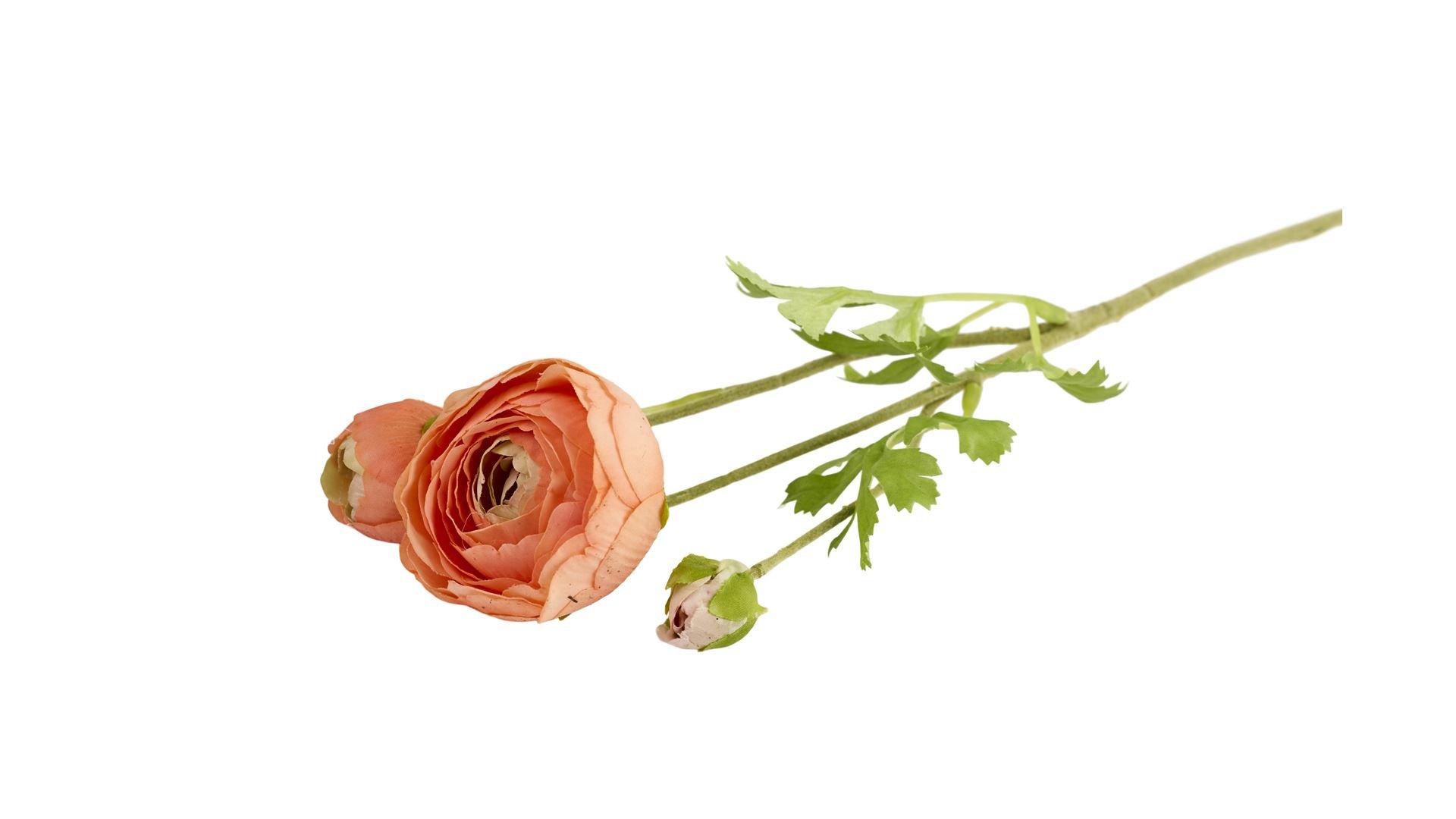 La Vida, Silkeblomst, Ranunkel, 50 cm, Pink