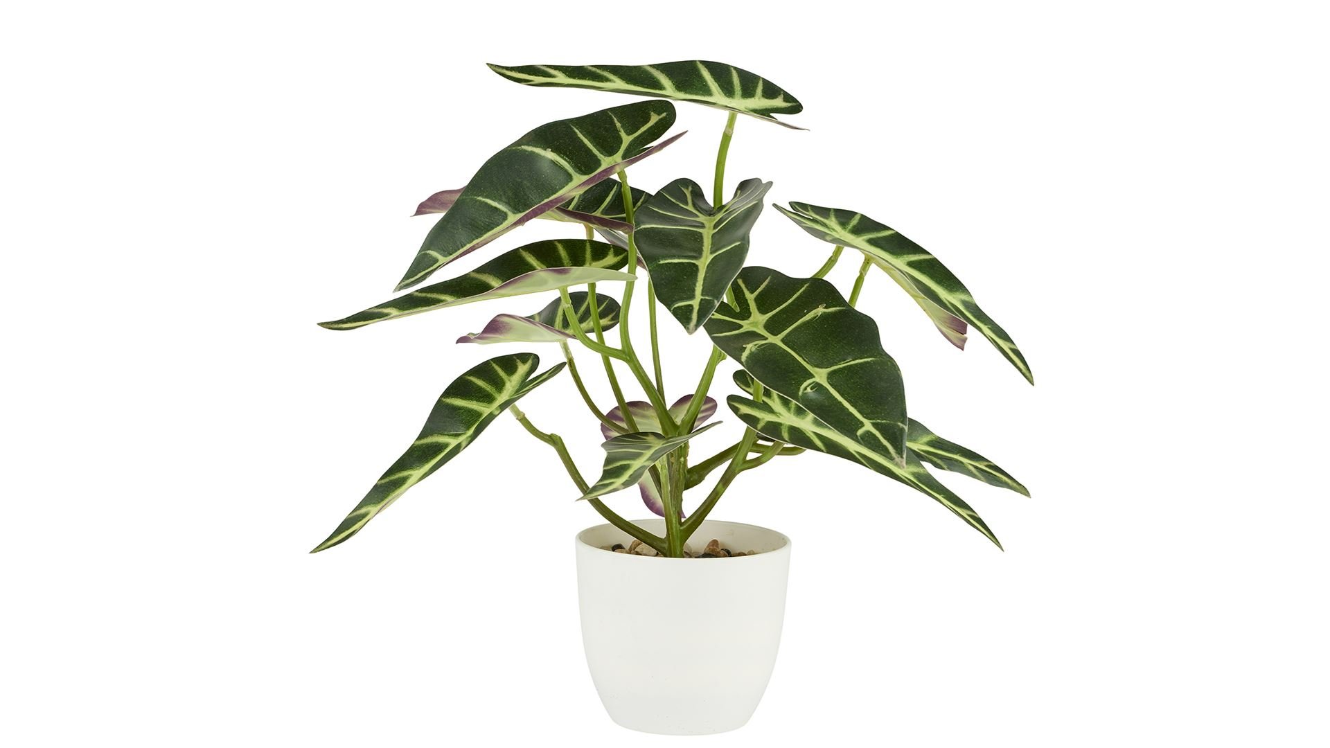 La Vida, Kunstig plante, Alocasia, H28, Broget