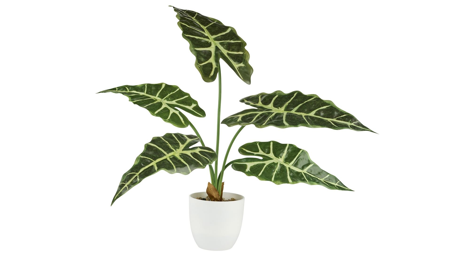 La Vida, Kunstig plante, Alocasia, H63, Broget