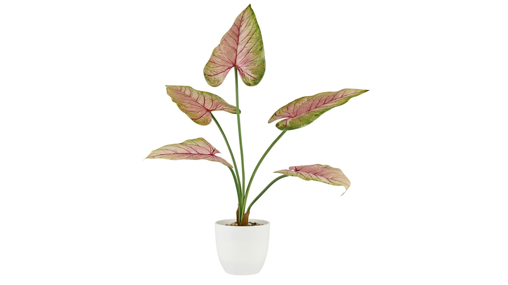 La Vida, Kunstig plante, Caladium, H58, Rosa