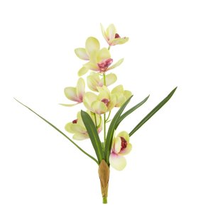 La Vida, Orkide, H43, Gr�n/Rosa