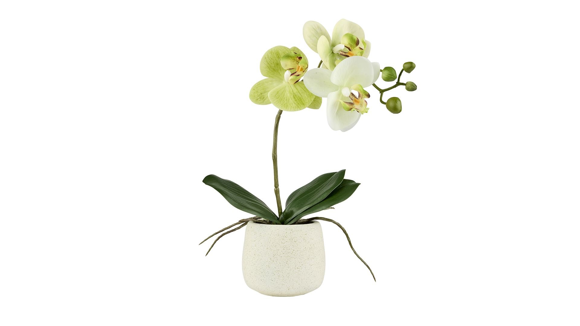 La Vida, Silkeplante, Orkidee, H36xD13 cm, Lime