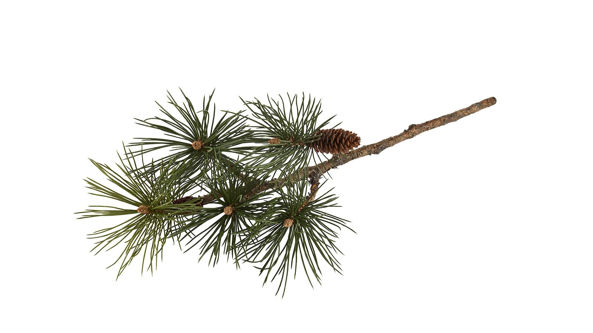 La Vida, Silkeblomst, Pinewood/kogle, 65 cm