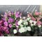 DEKO FLORALE, Kunstig Lisianthus , 71 cm, Cream, real touch