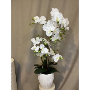 Barbara, Orkide, hvid i potte, H110 cm.