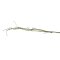 Speedtsberg, Gren b�jelig 80cm
