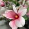 Deko Florale, Kunstigt magnolia tr, hvid/lyserd