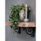 Chic Antique, Hyldekngt, antique sort