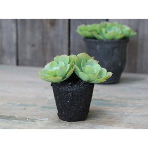 Chic Antique, Fleur Sukkulent H10