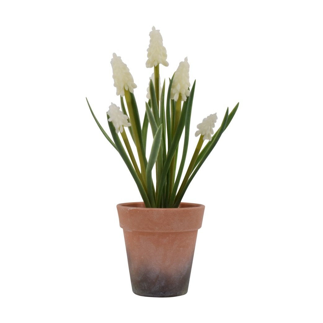 La Vida, Perlehyacint i potte, hvid