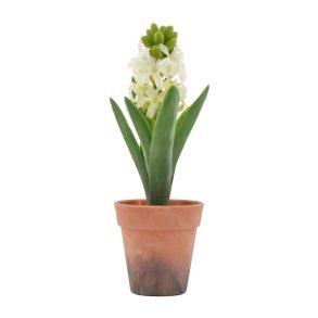 La Vida, Hyacint i potte, hvid