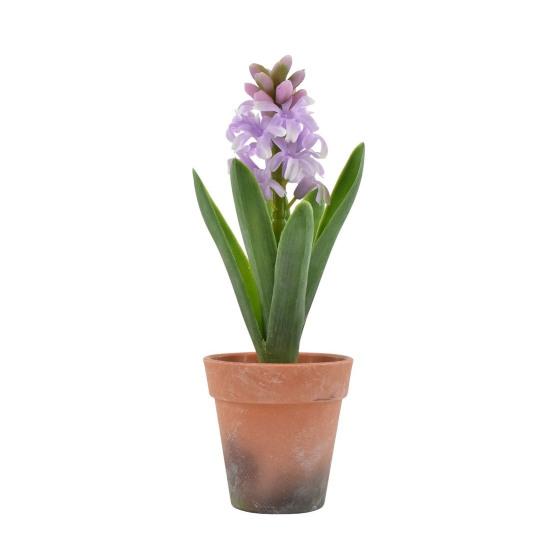 La Vida, Hyacint i potte, lilla