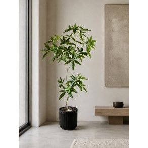 Barbara, Pachira tr�, H150 cm
