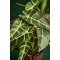 La Vida, Kunstig plante, Alocasia, H63, Broget